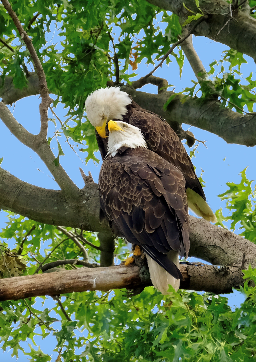 Both Eagles sitting on a branch together