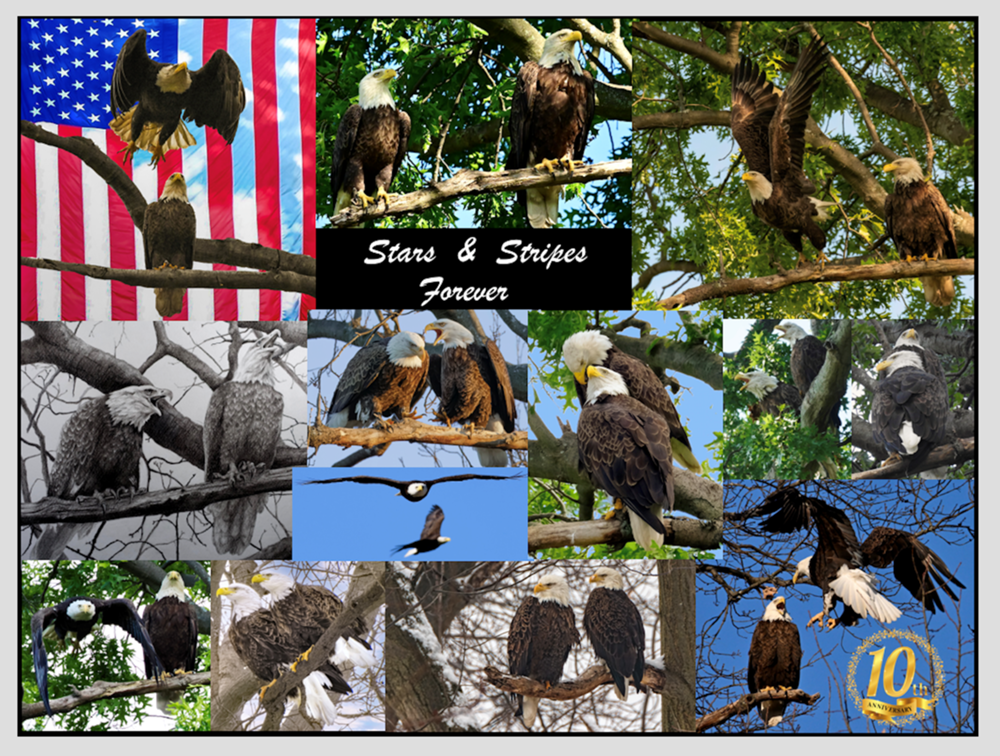 Stars and Stripes Forever Collage