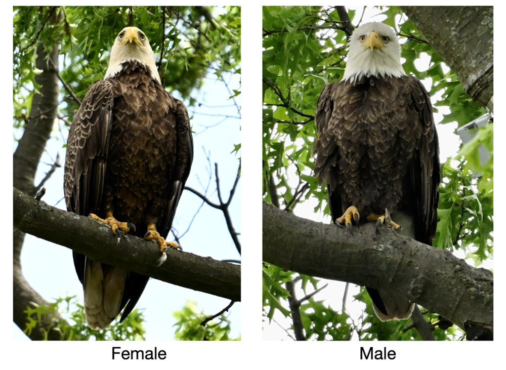 The differences between male and female eagle