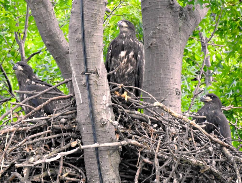 Red, White and Blue hatchlings