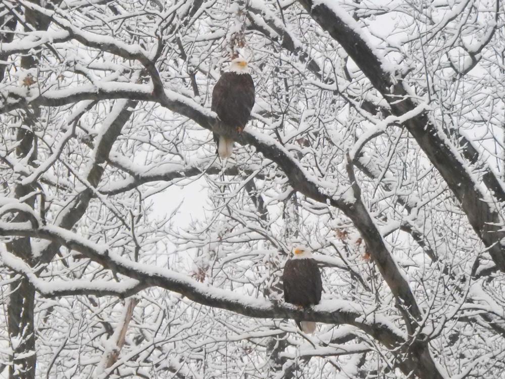 Stars and Stripes snow screenshot