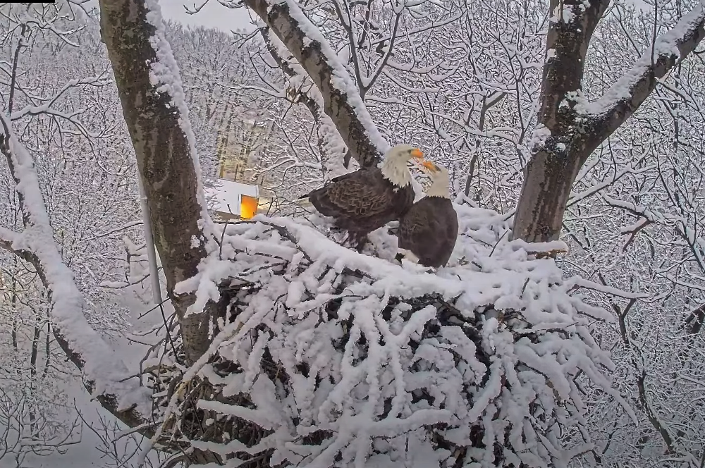Eagles on top of a snow covered nest