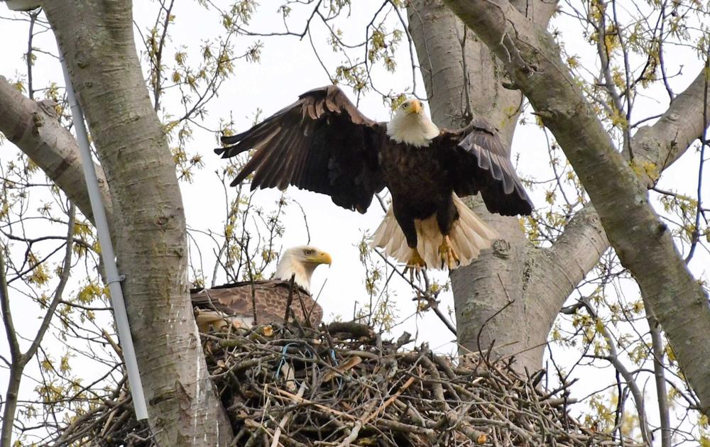 Eagle Taking Off from Nest