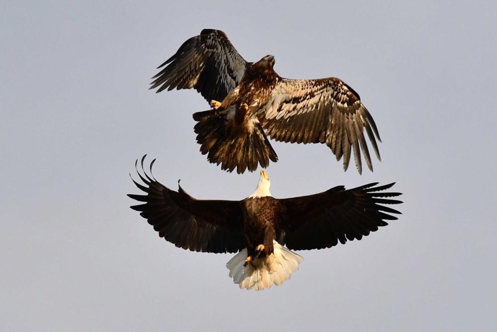Stripes chasing an intruder away from the eggs