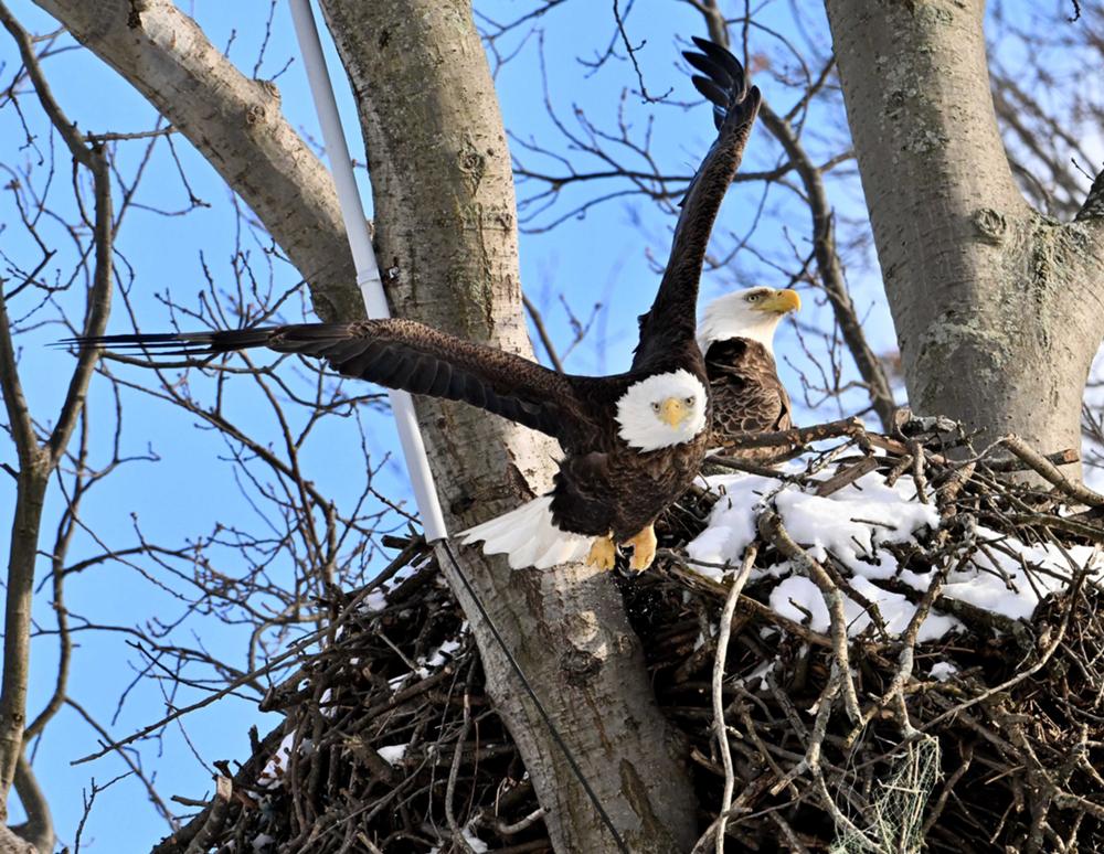 Eagle Taking Off from Nest
