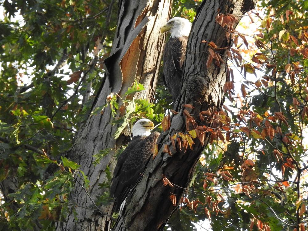 Eagle on a Tree Limb