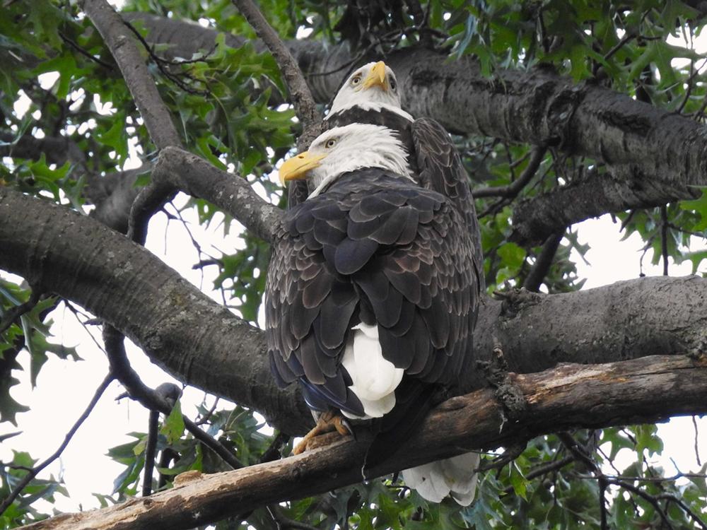 Pair Together on a Limb