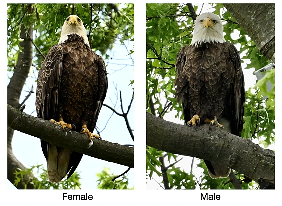 Differences between Male and Female Eagles