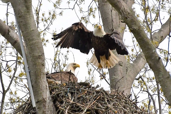 Eagle Taking Off from Nest