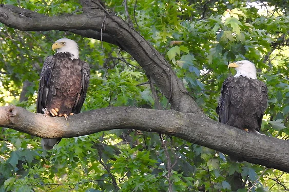 Pair Together on a branch