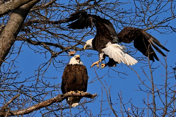 Stars & Stripes, one sitting other flying towards a seat