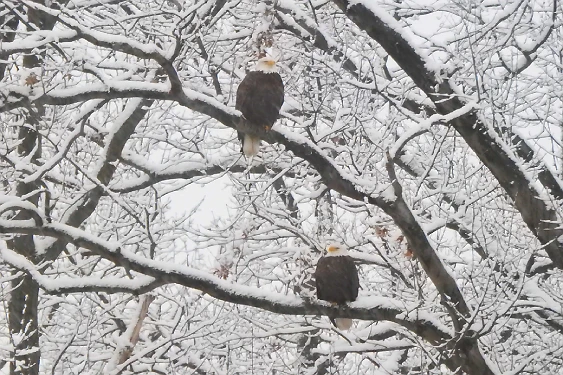 Stars and Stripes snow screenshot