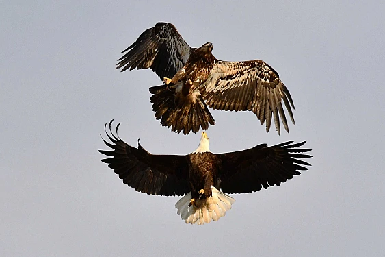 Stripes chasing an intruder away from the eggs