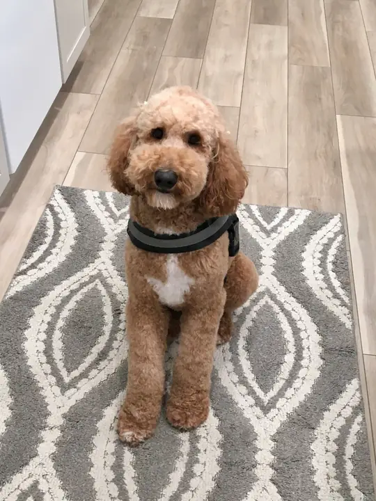 Mrs. Jaeckin: Millie my poodle!